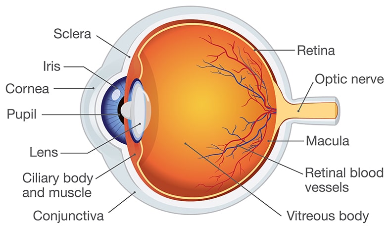 eye anatomy conjunctiva sclera